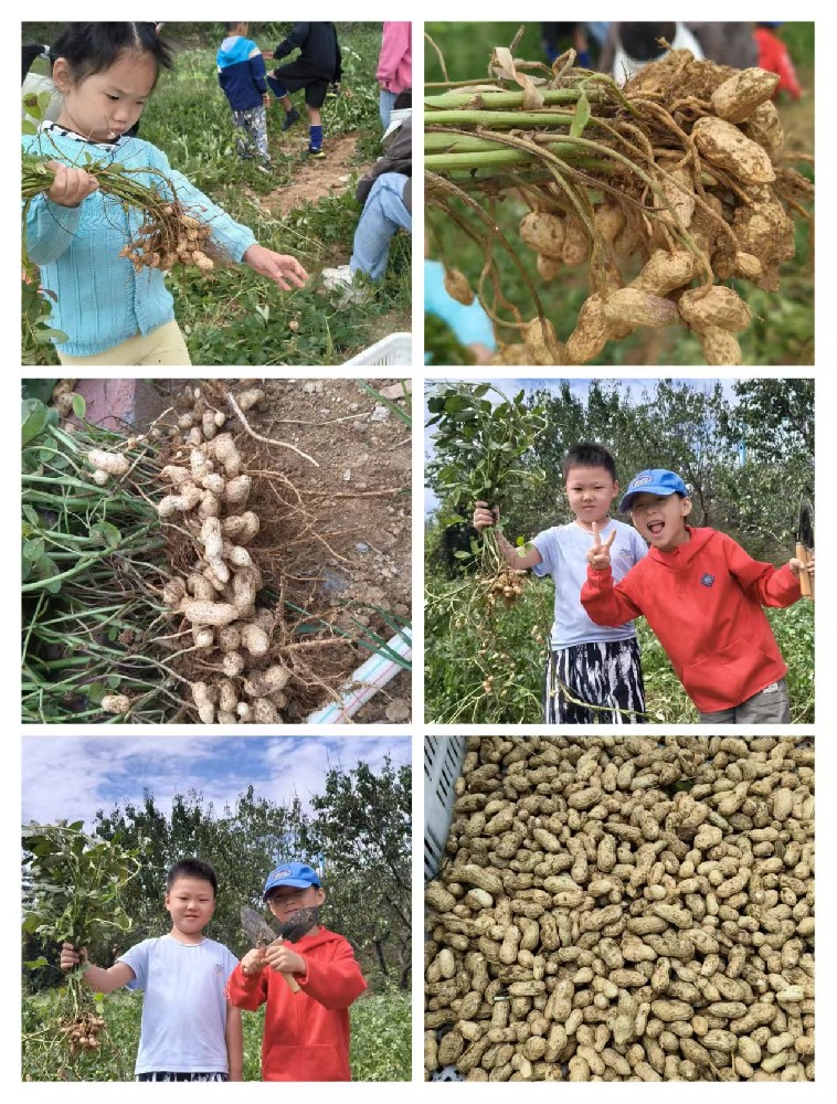 農(nóng)耕文化療愈身心；共享菜園，播種福田