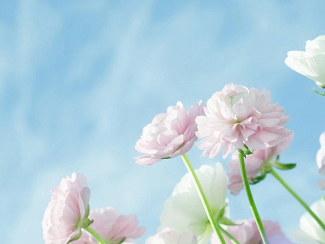養(yǎng)花人的12種性格，你屬于哪一種？