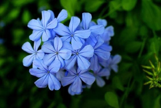 這幾種花不僅美，還養(yǎng)得久。