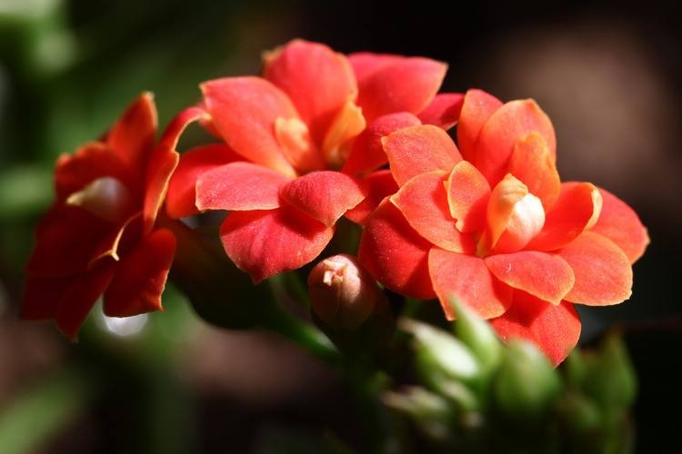 做足這幾點(diǎn)，長(zhǎng)壽花開(kāi)花不斷